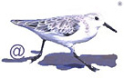 Binocoli Swarovski Optik per birdwatching